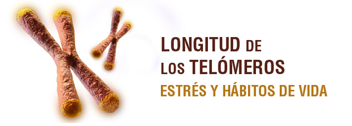 Longitud de los telómeros, estrés y hábitos de vida