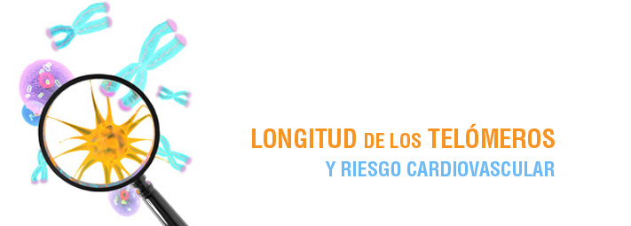 Longitud de los telómeros y riesgo cardiovascular